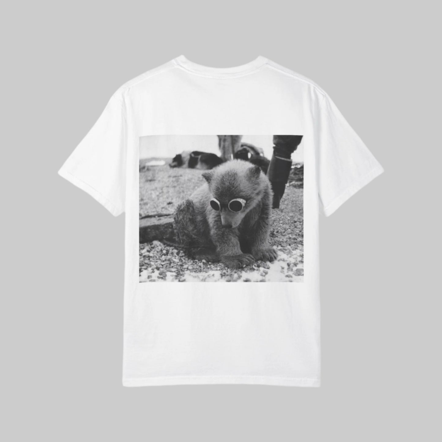 bear with sunglasses